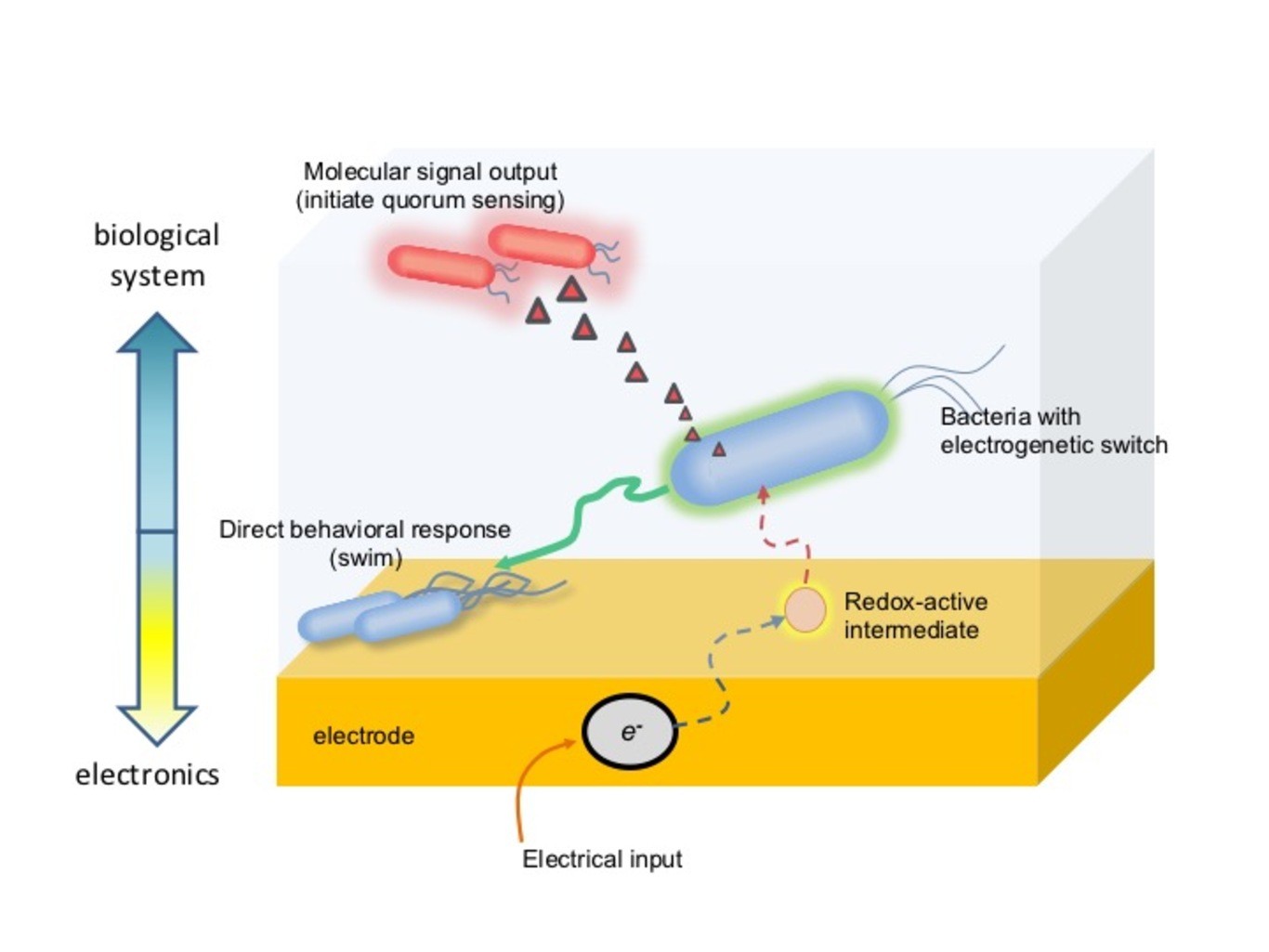 Switch elettrogenetico
