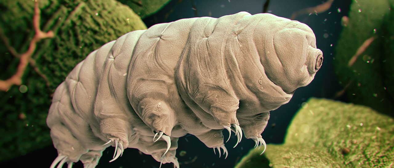 Project Ara: un acquario nello smartphone