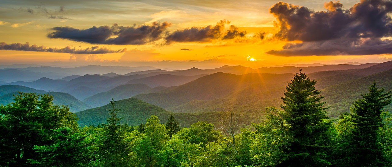 Apple: primi successi per la riforestazione in USA