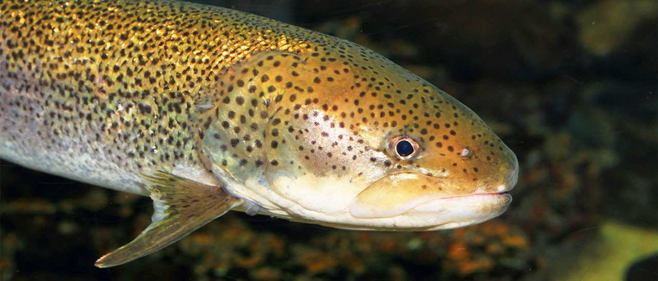 Google Pixel 2: anche Taimen con Muskie e Walleye