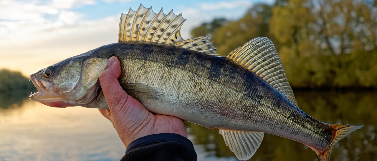 Google Pixel 2: nomi in codice Muskie e Walleye