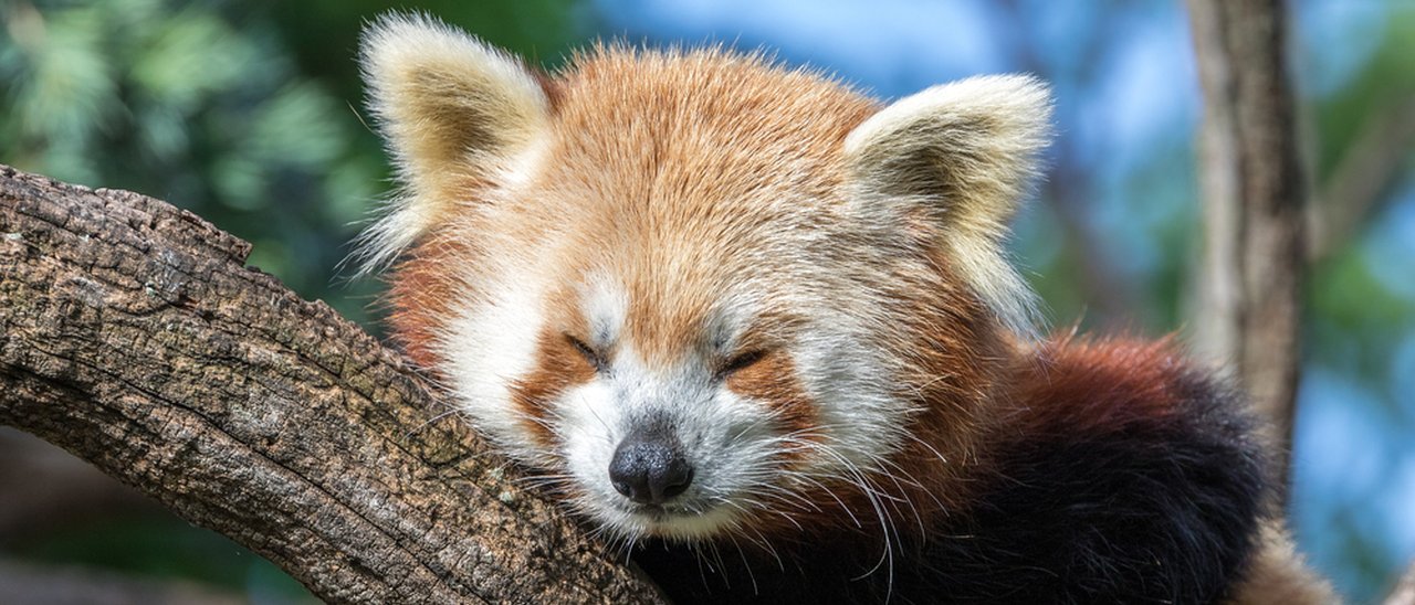 Firefox e consumo di RAM, soluzione in arrivo