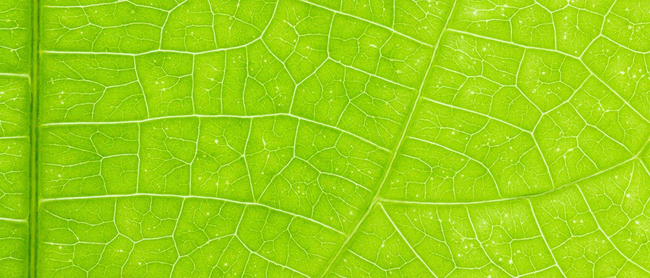 Batterie migliori con una struttura a foglia