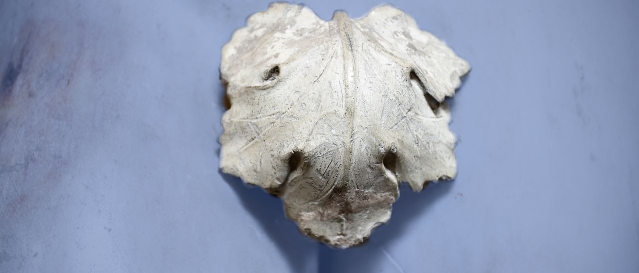 Facebook e la foglia di fico