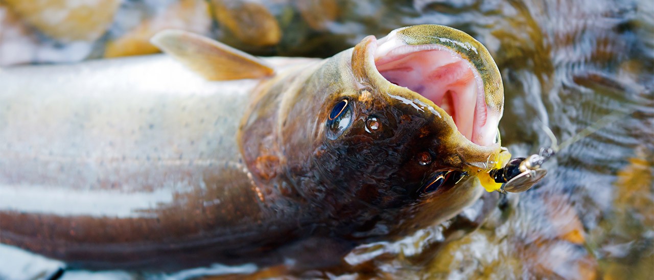 Google Pixel Taimen: benchmark con Android O