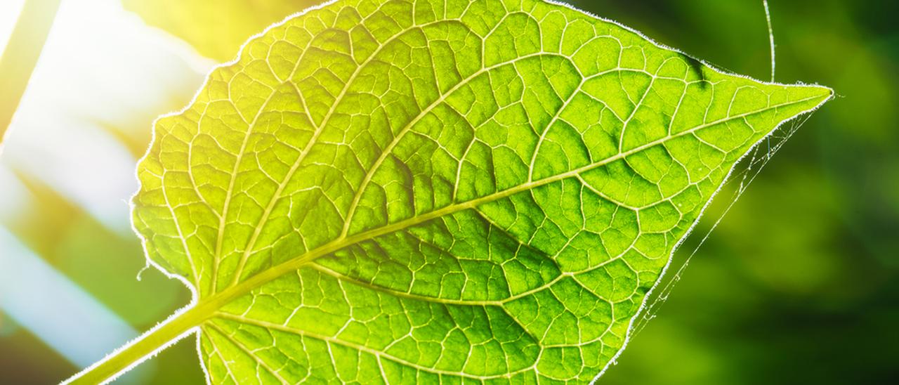 Fotosintesi artificiale per creare idrogeno