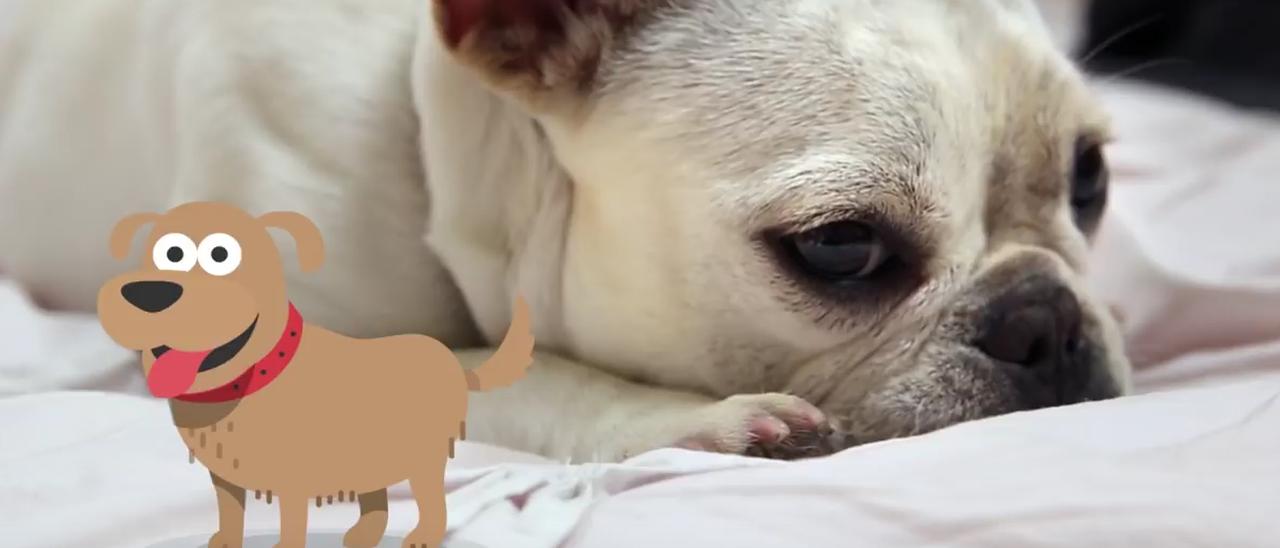 Skype 8.1 per iOS, restyling con funzioni social