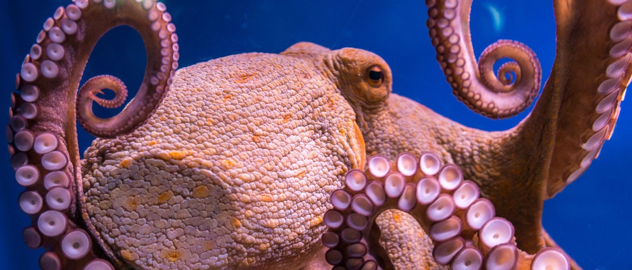 Android 8.0 Octopus: un polpo per la O Release?