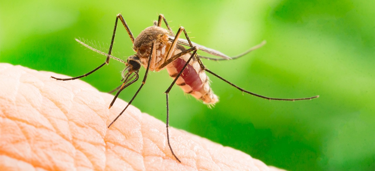 LG K7i è lo smartphone antizanzare