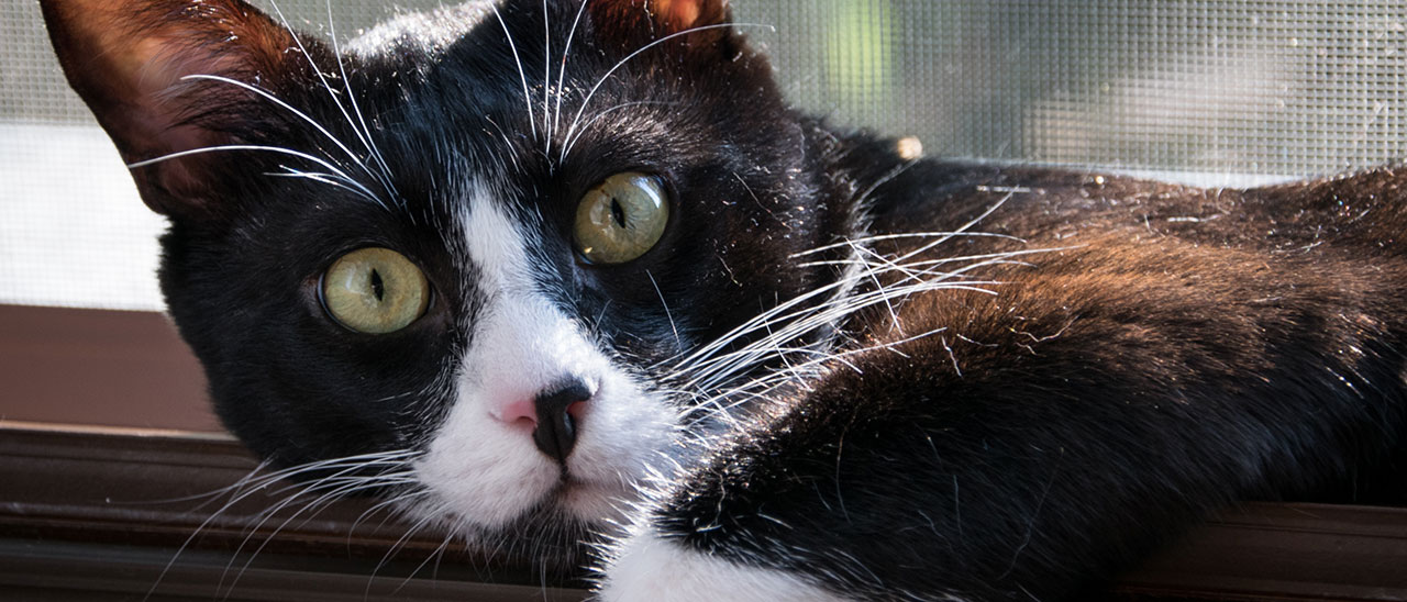 Google Foto riconosce i cani e i gatti