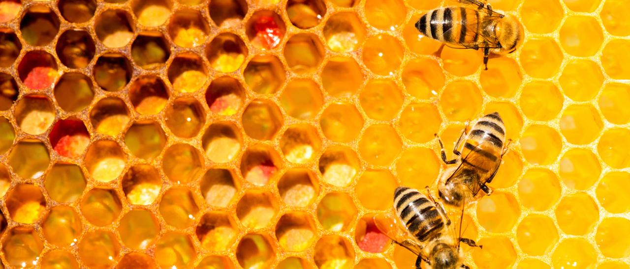 WikiLeaks rilascia il codice sorgente di Hive