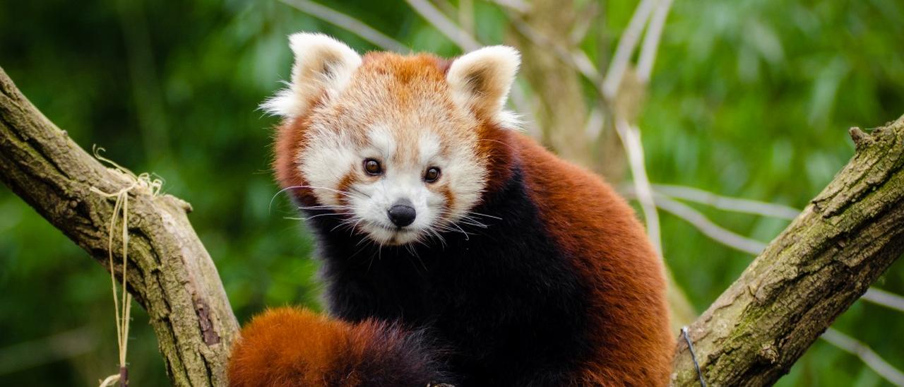 Firefox 58, continua l'era Quantum