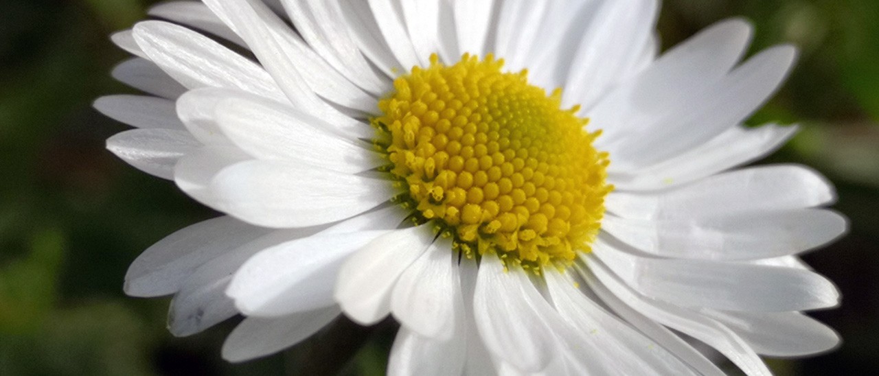 Huawei P20 Pro: lo zoom, ottico e ibrido