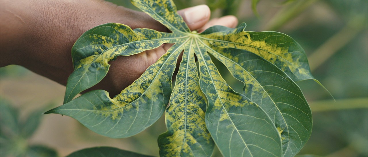 IA e machine learning al servizio dell'agricoltura