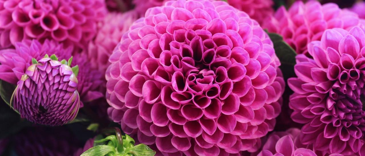 Google Fuchsia sostituirà Android e Chrome OS?