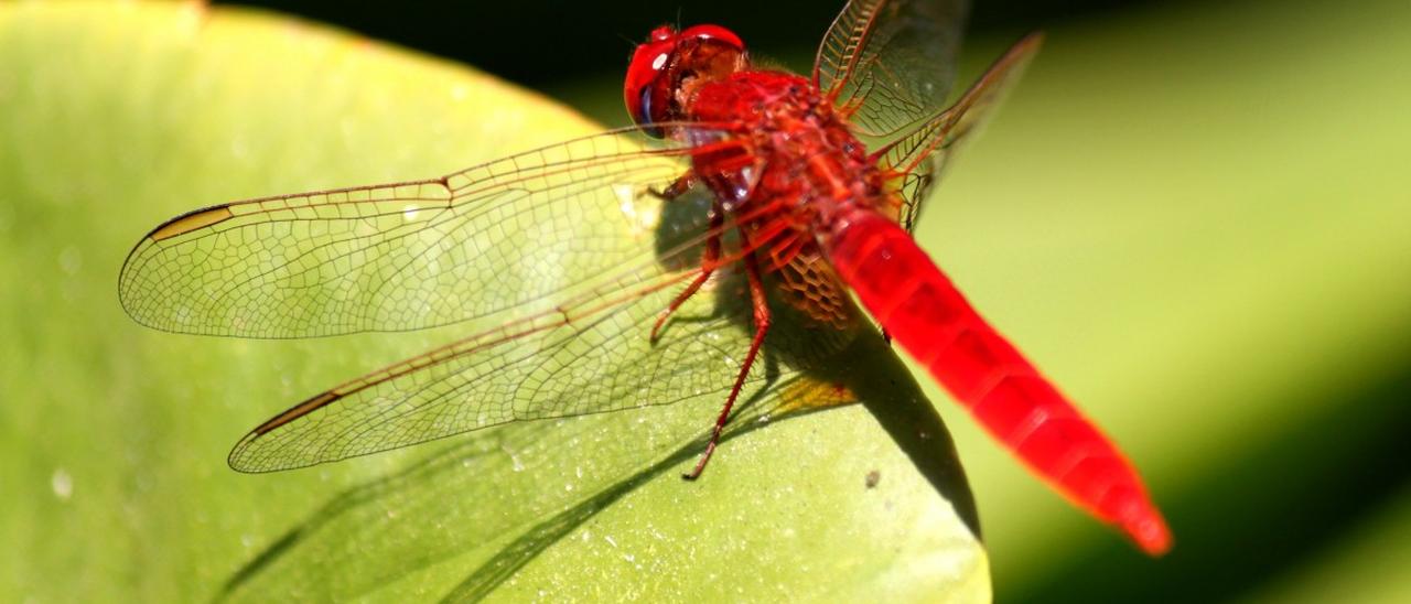 Google Dragonfly, ricerche censurate in Cina
