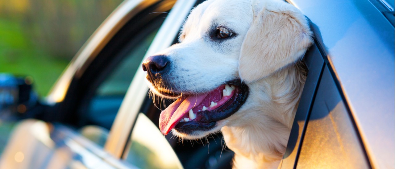 Tesla lavora ad una dog mode per i cani in auto