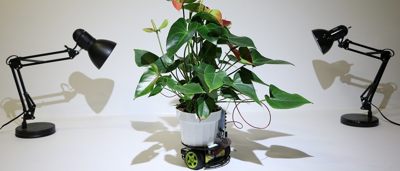 Elowan, la piantina cibernetica creata dal MIT