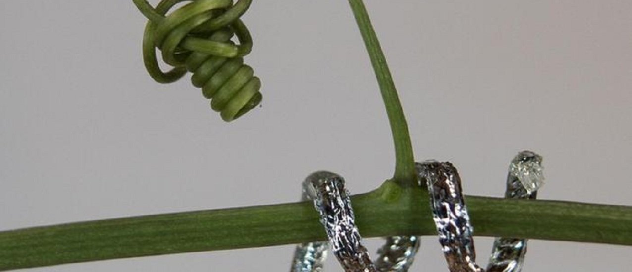 Dall'Italia la pianta-robot che si arrampica