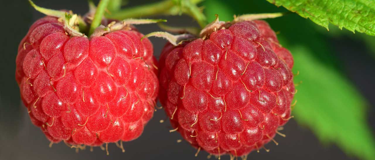 Il robot che raccoglie 25000 lamponi al giorno