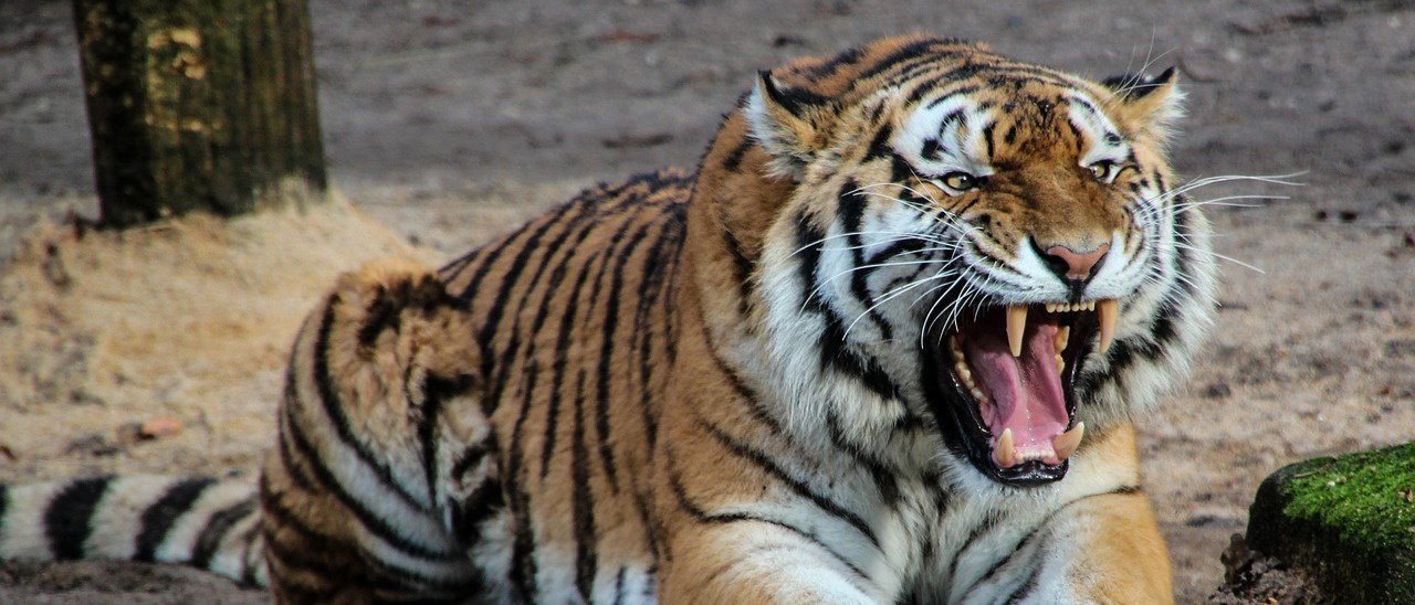 Google, primi contenuti AR nelle ricerche