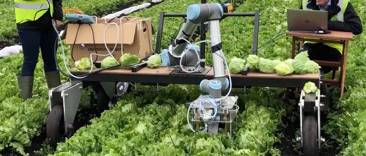 Vegebot, arriva il robot che raccoglie la lattuga