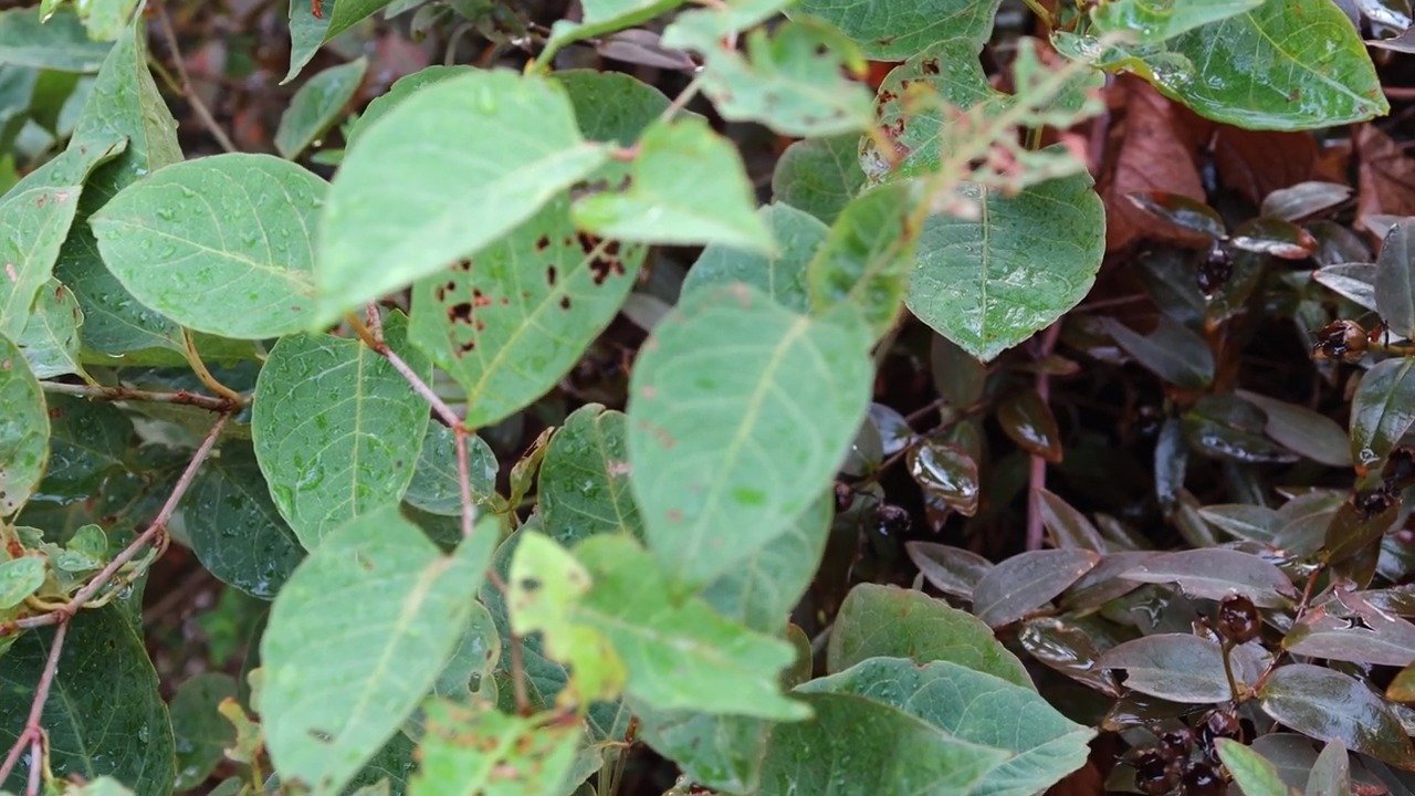 Canon EOS RP, sample video 4K 25 p 2