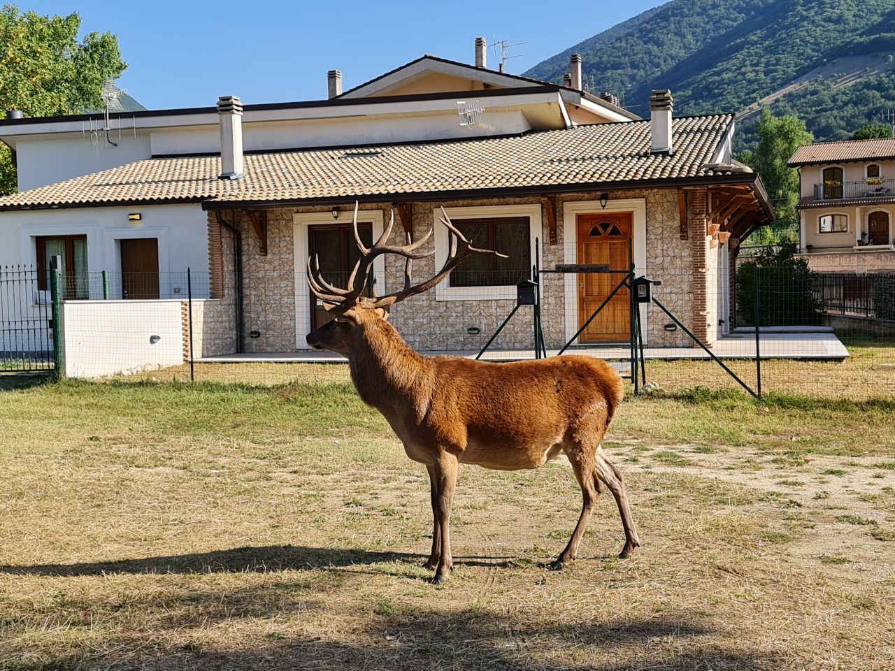 Cervo a Villetta Barrea