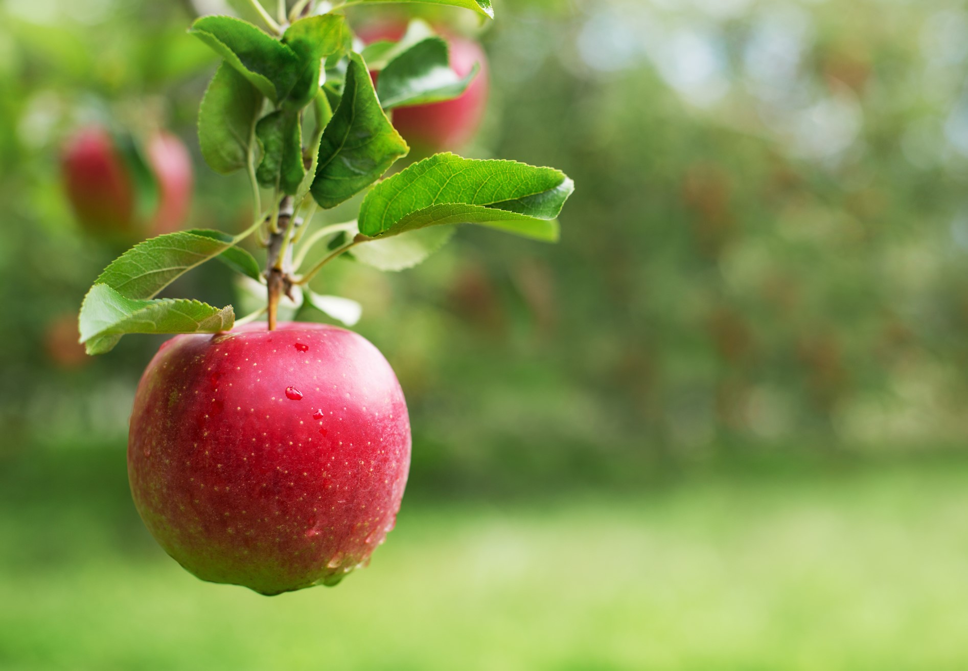 Follia, Apple vuole i diritti su tutte le mele: ma in che senso?