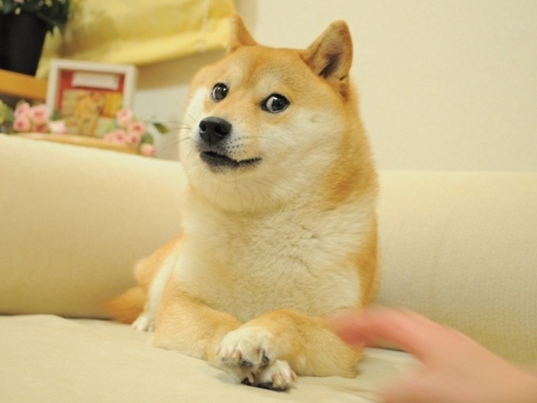 Kabosu Doge cane
