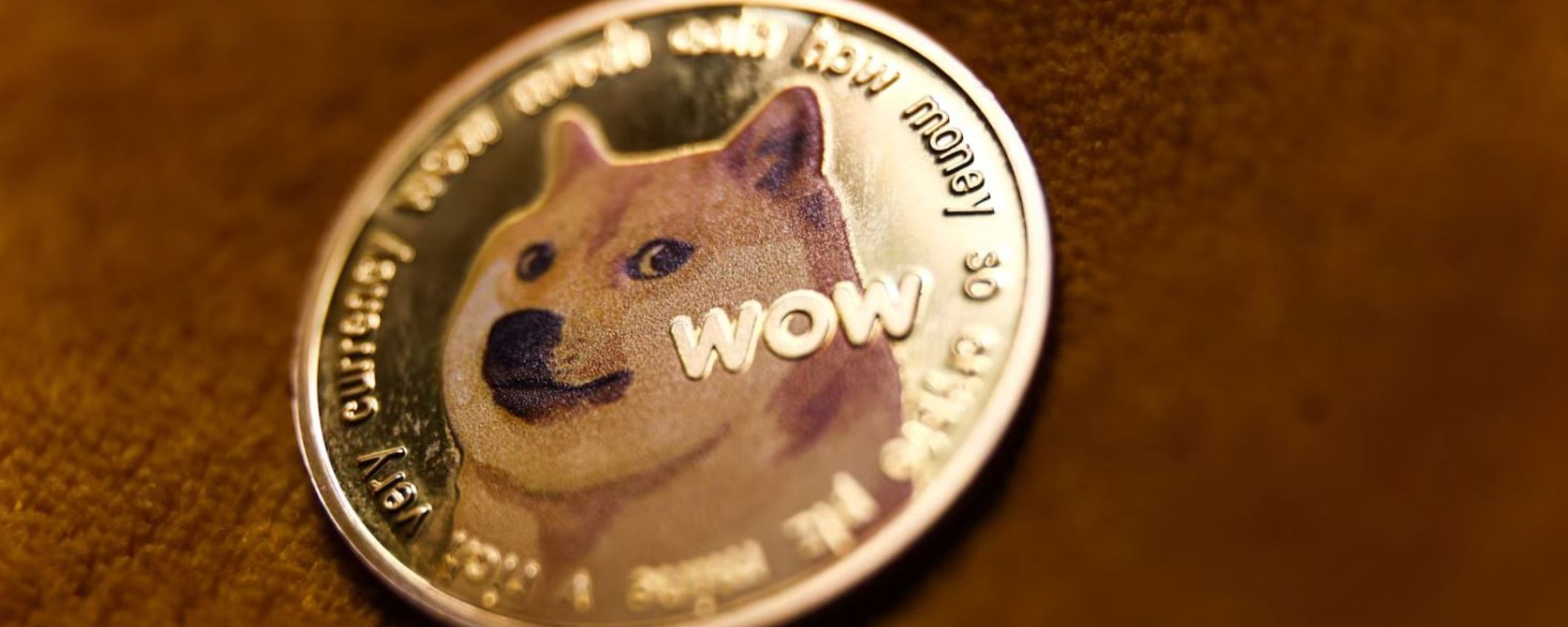 Kabosu, il cane conosciuto per i mille meme come Doge è morto. Aveva 18 anni