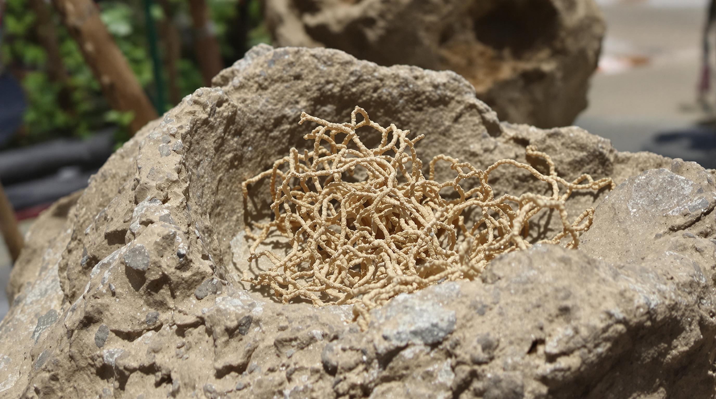 Scoperta rivoluzionaria: collagene trovato in fossile di dinosauro