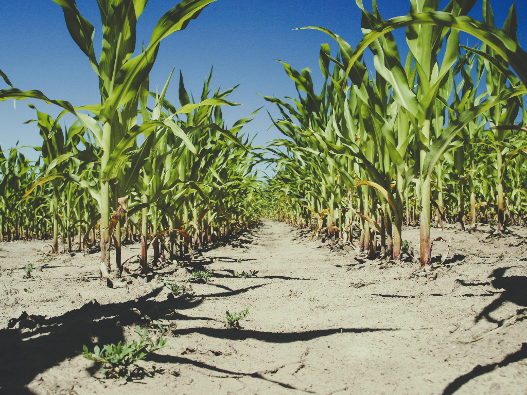 Siccità, ogni ettaro senza acqua perde 13.500 euro