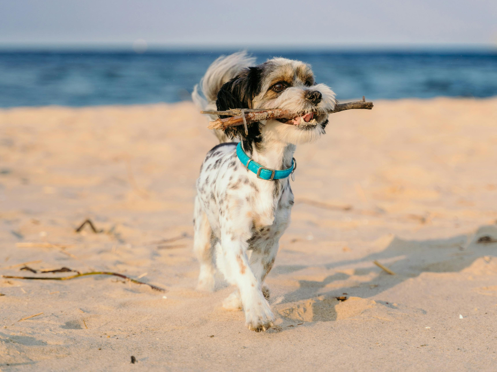 Vacanze e animali: quanto costa portarli con sé