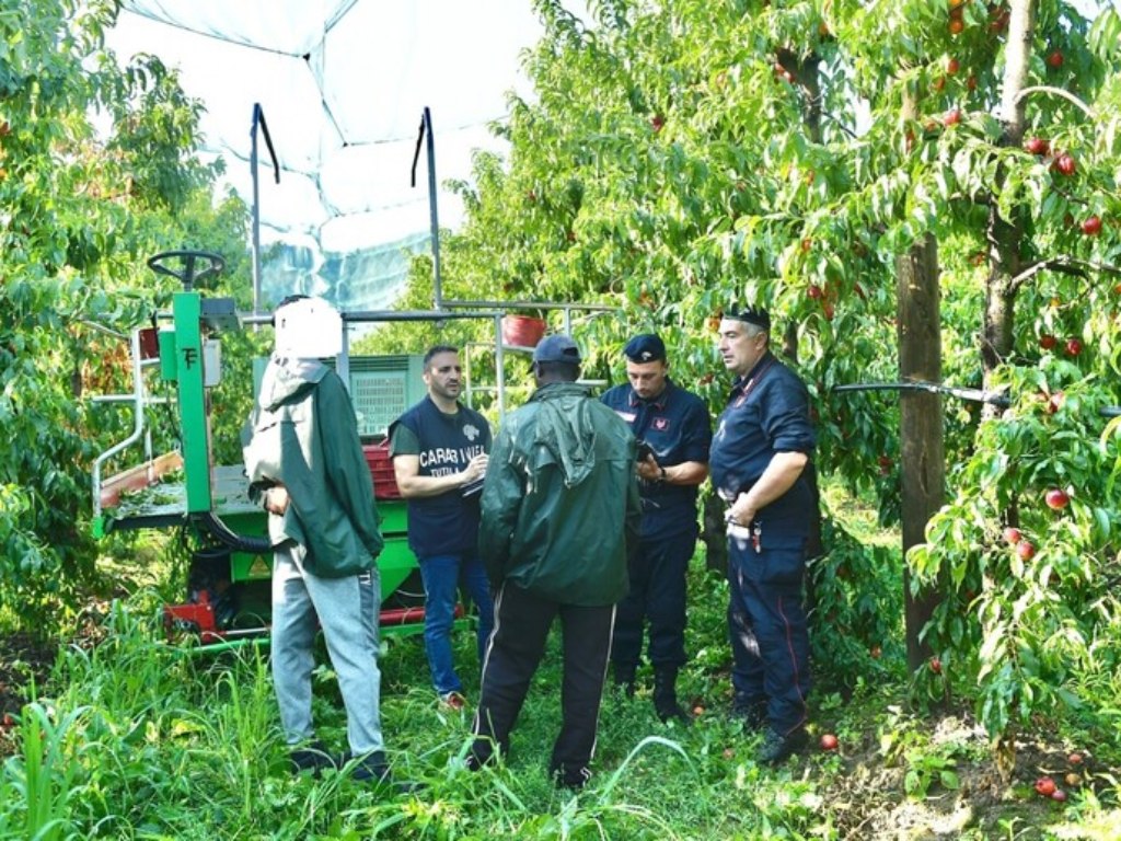 Caporalato, oltre metà delle aziende agricole irregolari