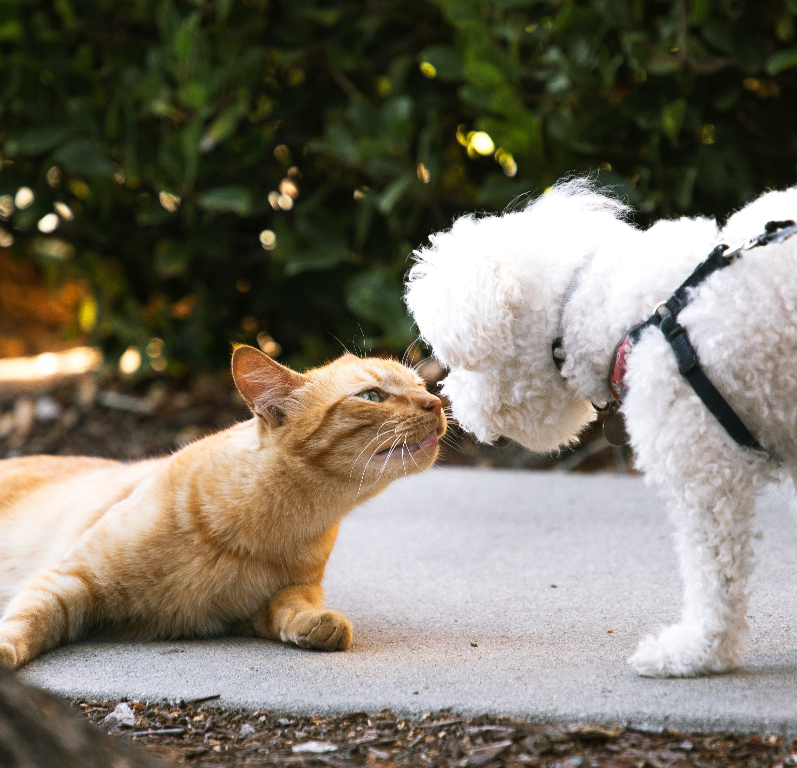 Animali domestici, le città italiane ideali