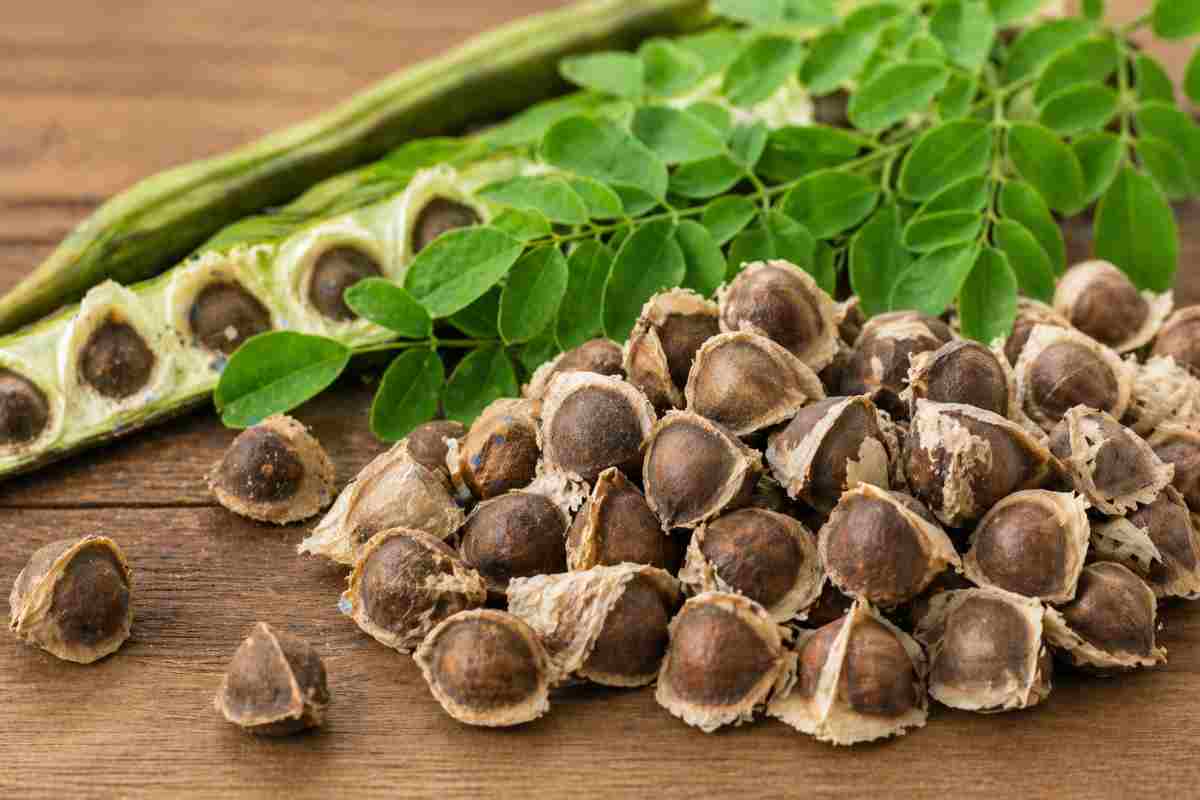semi di moringa